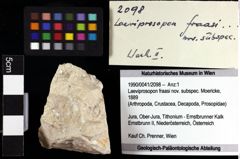 Foto (Objket + Etiketten) von Laeviprosopon fraasi nov. subspec. (Moericke, 1889) 